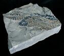 Very Rare Mariopteris Daviesi Leaf Fossils #4069-1